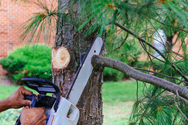 How Our Tree Care Process Works  in  Fergus Falls, MN